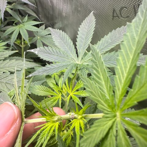 Maui Panama #3 growlog timeline photo