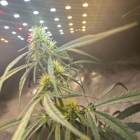 Maui Panama #2 growlog timeline photo