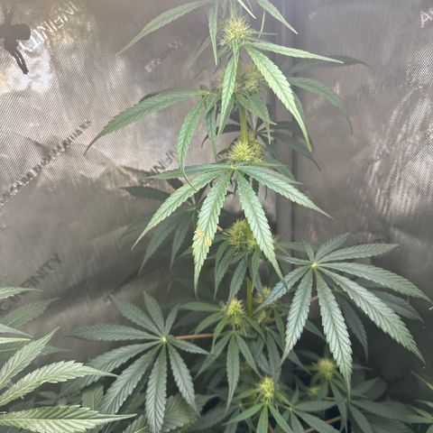 Maui Panama #2 growlog timeline photo