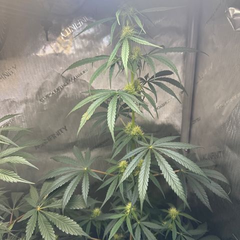 Maui Panama #2 growlog timeline photo