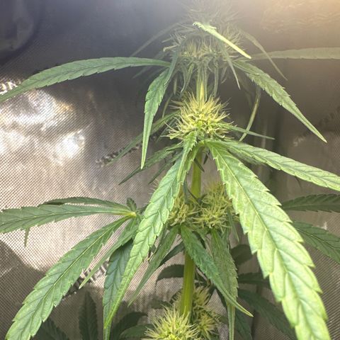 Maui Panama #2 growlog timeline photo