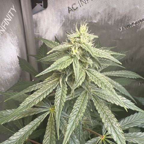 Fuegisima #2 growlog timeline photo