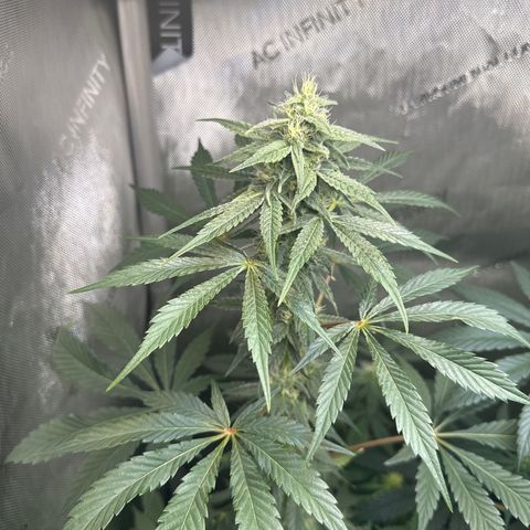 Fuegisima #2 growlog timeline photo