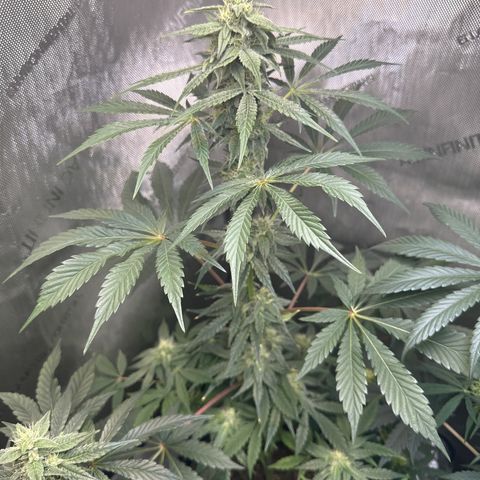 Fuegisima #2 growlog timeline photo