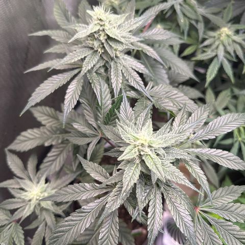 Fuegisima #1 growlog timeline photo