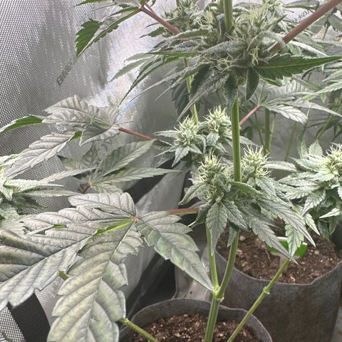 Fuegisima #1 growlog timeline photo