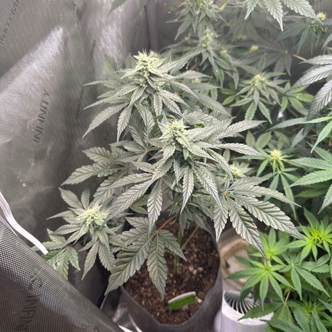 Fuegisima #1 growlog timeline photo