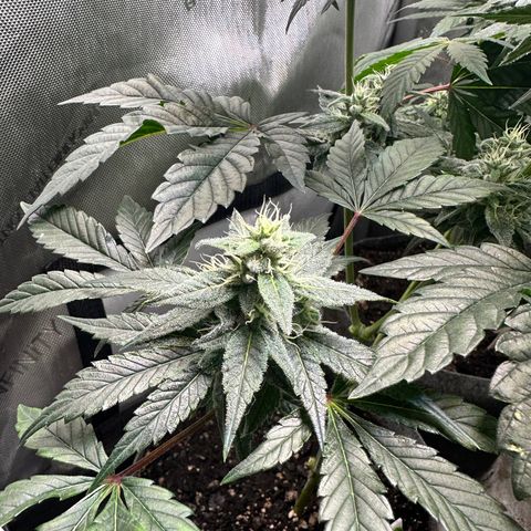 Fuegisima #1 growlog timeline photo