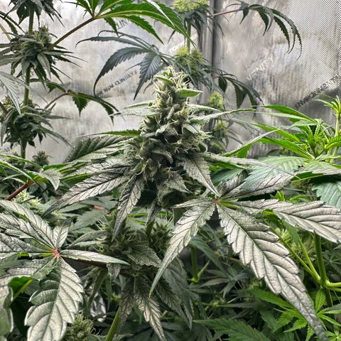 Fuegisima #1 growlog timeline photo