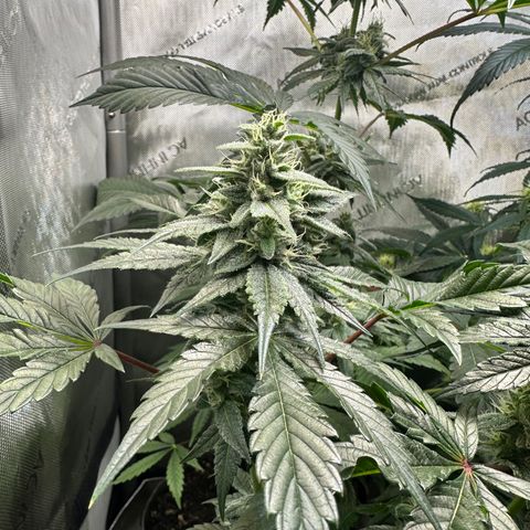 Fuegisima #1 growlog timeline photo