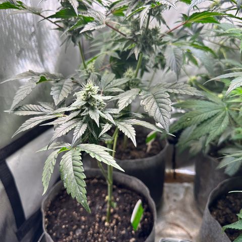 Fuegisima #1 growlog timeline photo