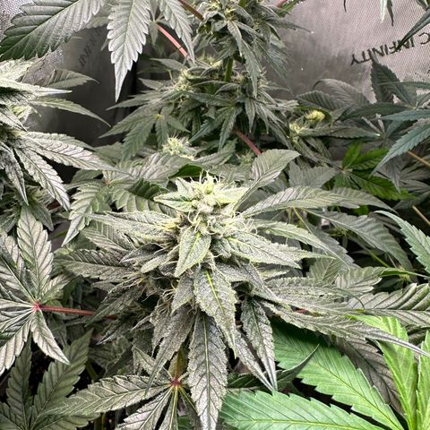 Fuegisima #1 growlog timeline photo
