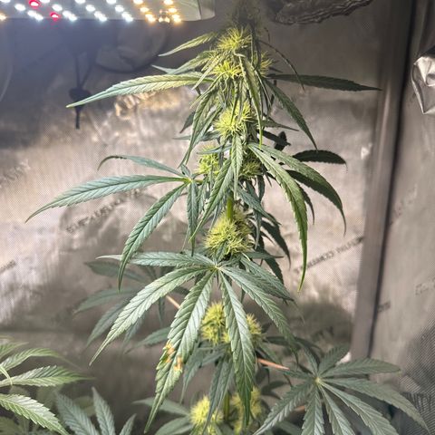 Maui Panama #2 growlog timeline photo