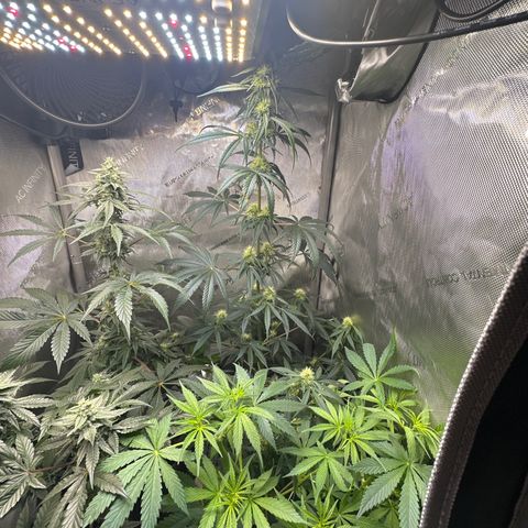 Maui Panama #2 growlog timeline photo