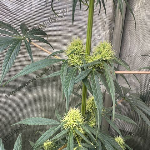 Maui Panama #2 growlog timeline photo