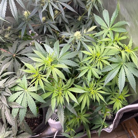 Maui Panama #3 growlog timeline photo