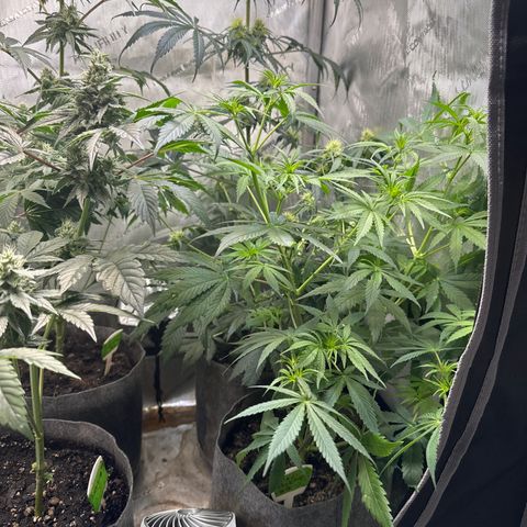 Maui Panama #3 growlog timeline photo