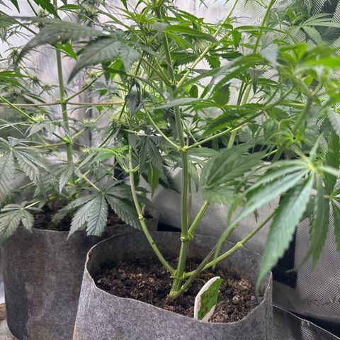 Maui Panama #3 growlog timeline photo