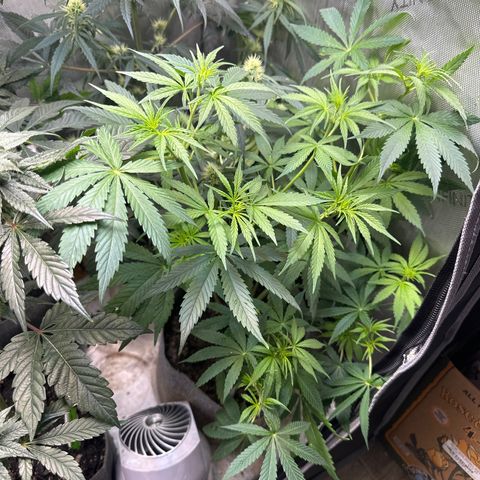 Maui Panama #3 growlog timeline photo