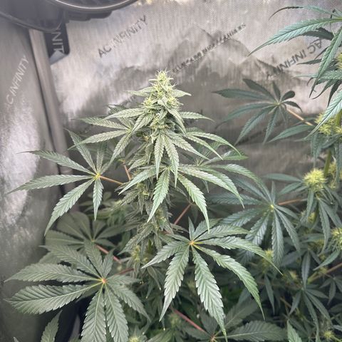 Fuegisima #2 growlog timeline photo