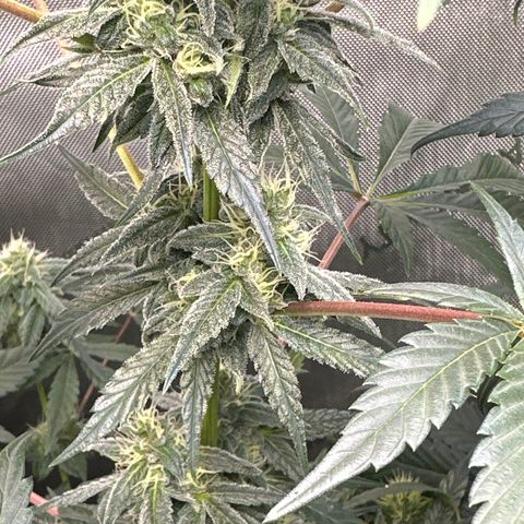 Fuegisima #2 growlog timeline photo