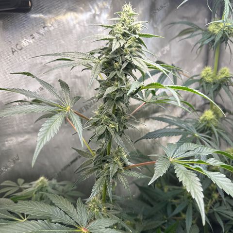 Fuegisima #2 growlog timeline photo