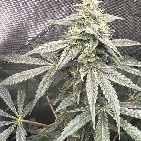 Fuegisima #2 growlog timeline photo