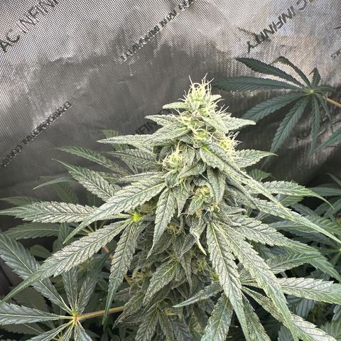 Fuegisima #2 growlog timeline photo