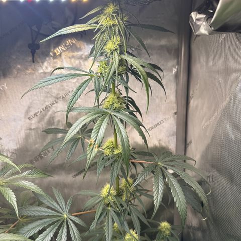 Maui Panama #2 growlog timeline photo