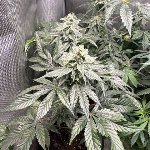 Fuegisima #1 growlog timeline photo