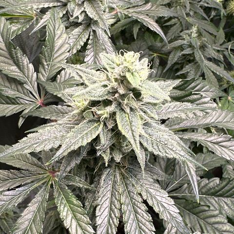 Fuegisima #1 growlog timeline photo