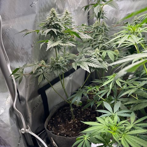 Fuegisima #1 growlog timeline photo
