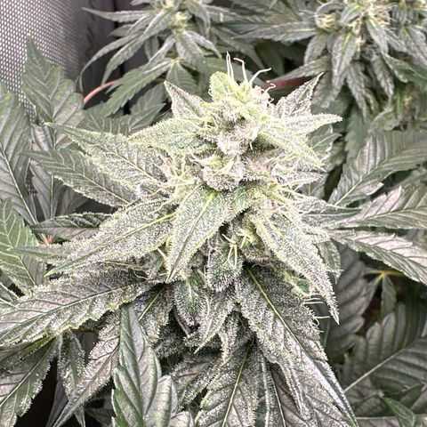 Fuegisima #1 growlog timeline photo