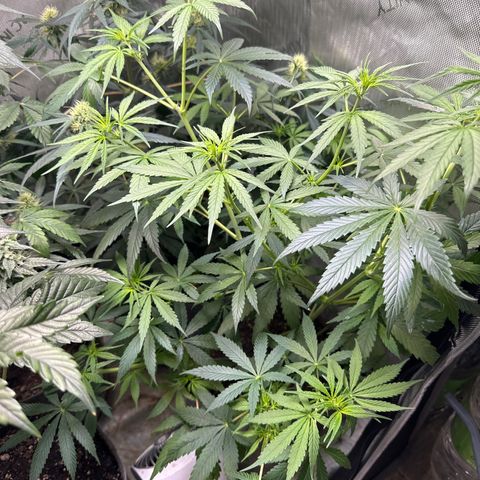 Maui Panama #3 growlog timeline photo