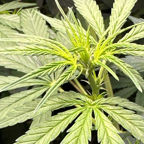 Maui Panama #3 growlog timeline photo