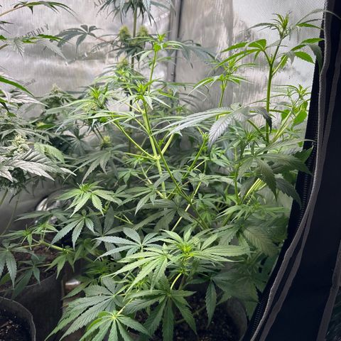 Maui Panama #3 growlog timeline photo