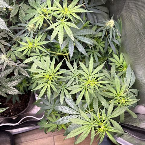 Maui Panama #3 growlog timeline photo