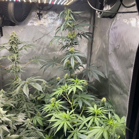 Maui Panama #2 growlog timeline photo
