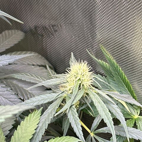 Maui Panama #2 growlog timeline photo
