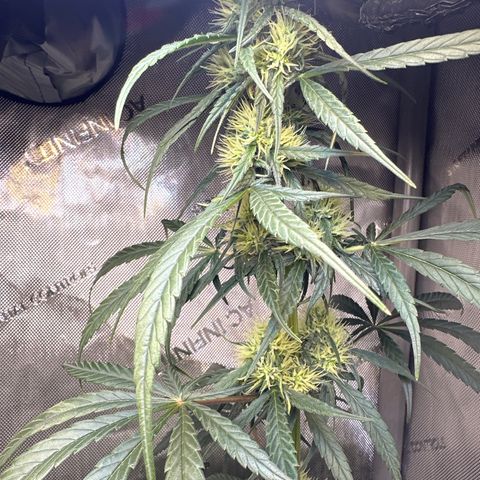 Maui Panama #2 growlog timeline photo