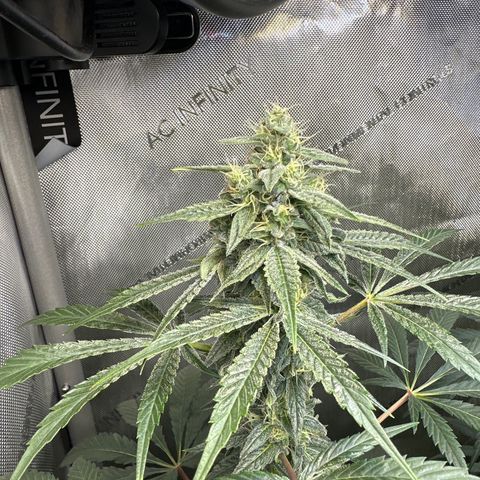 Fuegisima #2 growlog timeline photo