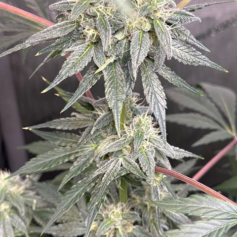 Fuegisima #2 growlog timeline photo