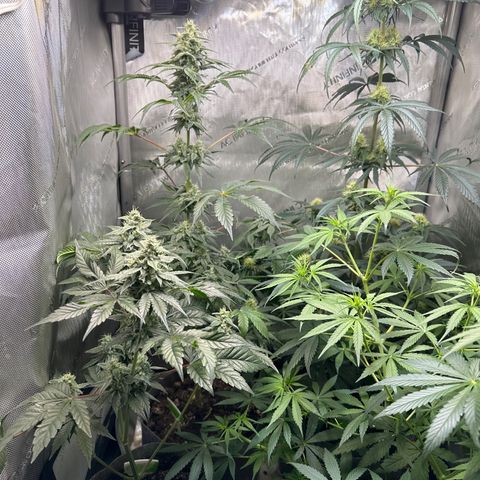 Fuegisima #2 growlog timeline photo