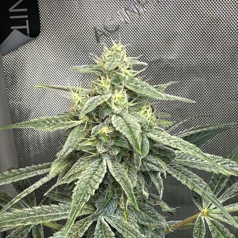 Fuegisima #2 growlog timeline photo