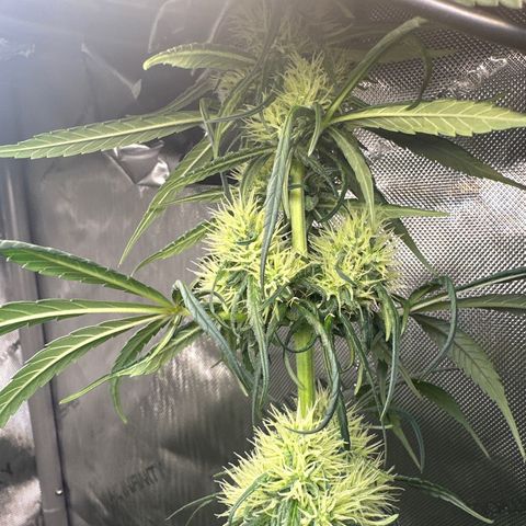 Maui Panama #2 growlog timeline photo