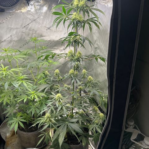Maui Panama #2 growlog timeline photo