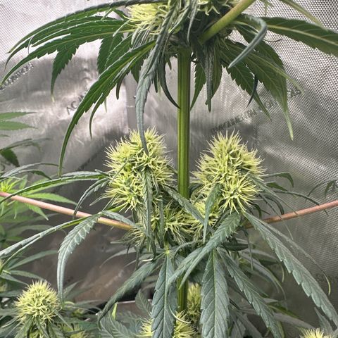 Maui Panama #2 growlog timeline photo
