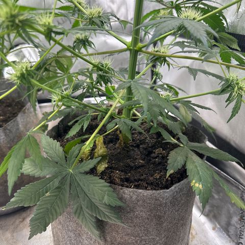 Maui Panama #2 growlog timeline photo