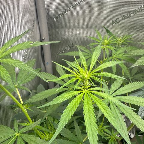 Maui Panama #3 growlog timeline photo
