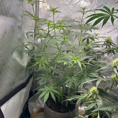 Maui Panama #3 growlog timeline photo